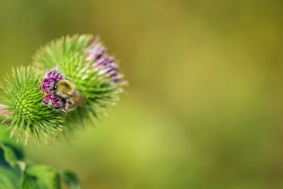 Close-up of insect on purple flower