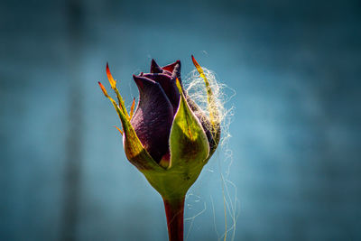 Close-up of wilted rose plant