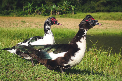 Side view of muscovy ducks on grassy field by lake