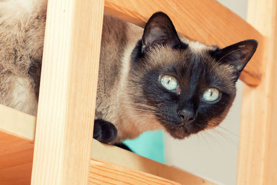 Close-up portrait of cat