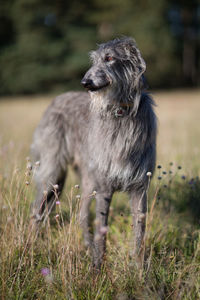 Scottish deerhound standing on field