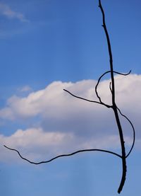 Bare trees against blue sky