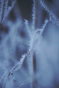 Close-up of frost on plant during winter