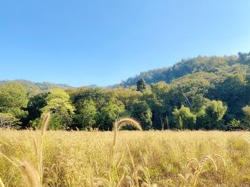 Scenic view of field against clear sky