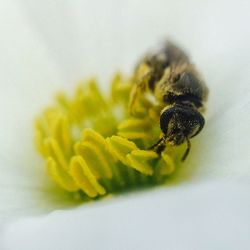 Close-up of bee on yellow flower