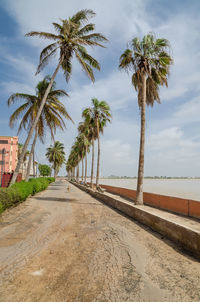 Palm trees by road against sky