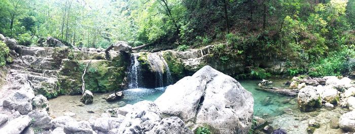 Scenic view of waterfall in forest