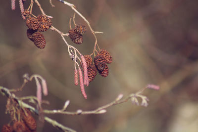 Close-up of alder tree catkins 