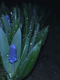 Close-up of wet purple flowering plant during rainy season