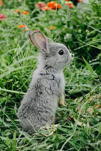 Close-up of a rabbit on field