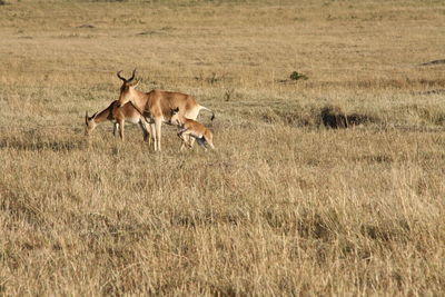 Deer in a field