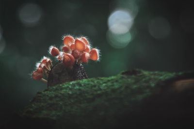 Close-up of mushroom growing in forest