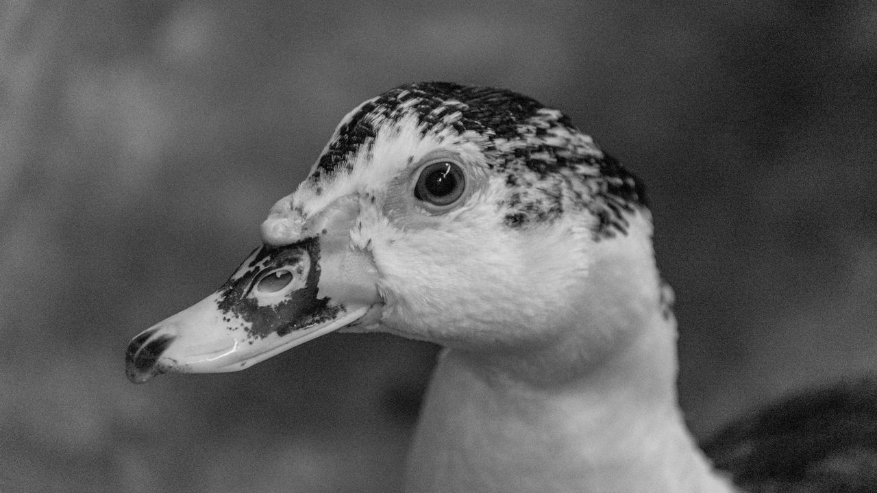 CLOSE-UP OF BIRD LOOKING AWAY