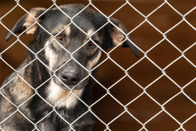 Portrait of dog in cage