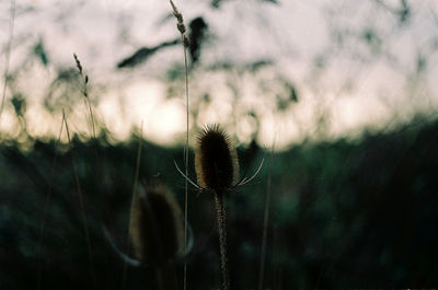 Close-up of spider web on plant