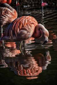 Flamingo reflection
