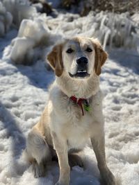 Close-up of a dog on snow