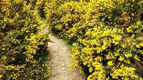 Scenic view of yellow flowering plants and trees in sunlight