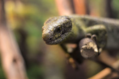 Close-up of lizard