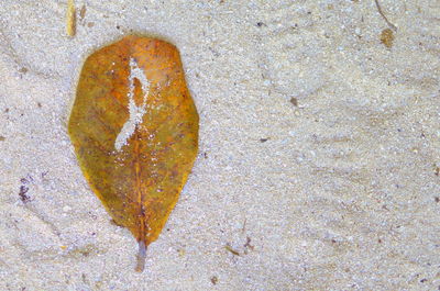 Close-up of leaf