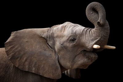 Close-up of elephant over black background