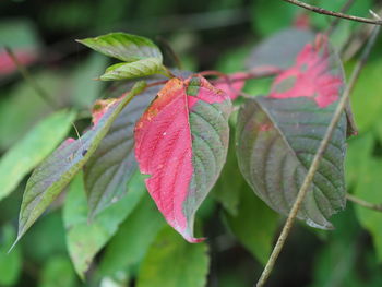 Close-up of pink leaves on plant