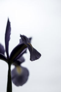 Close-up of plant