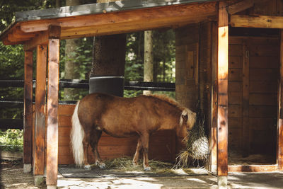 Horse standing in stable