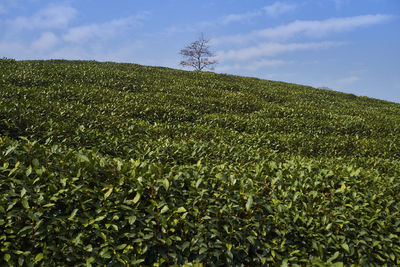 Low angle view of plants on field against sky