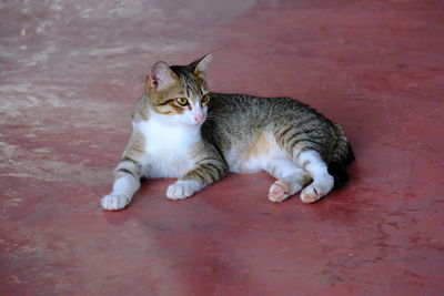 High angle portrait of cat resting on red floor