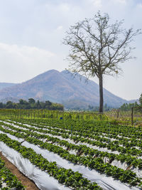 Strawberry farm, background, mountains and sky at suphan buri, thailand