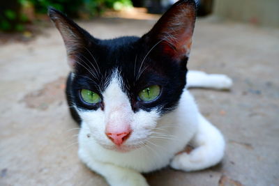 Close-up portrait of a cat