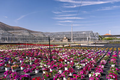 A colorful cultivation of petunias flowers in a italian floriculture