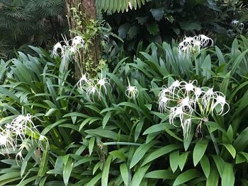 Close-up of plants