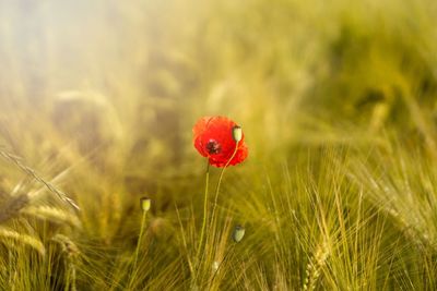 Close-up of red poppy in field