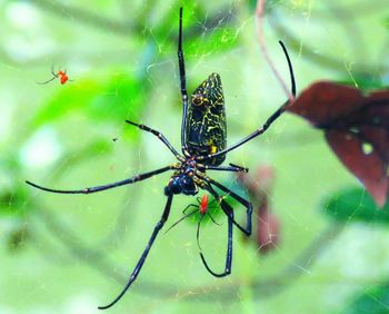 Close-up of spider on web