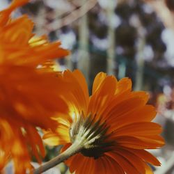 Close-up of orange flower blooming outdoors