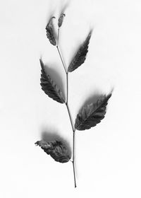 High angle view of leaves on white background