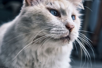 Close-up of cat looking away