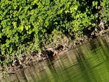 Scenic view of lake in forest