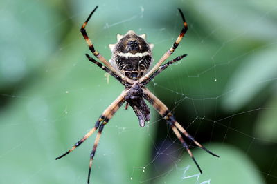 Close-up of spider on web
