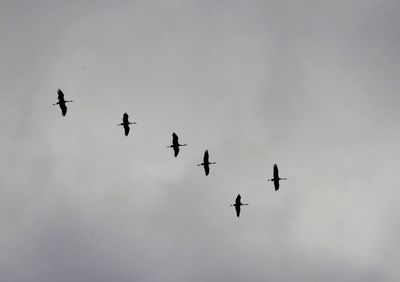 Low angle view of silhouette birds flying in sky