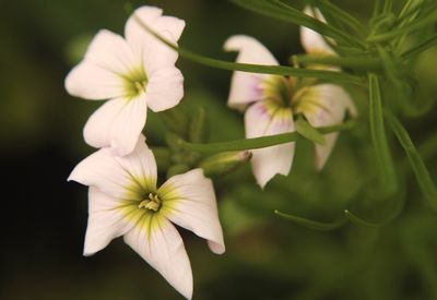 Close-up of white flowering plant