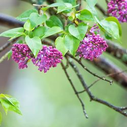 Close-up of pink flowers blooming outdoors