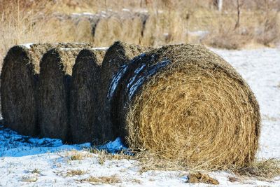 Close-up of hay on field