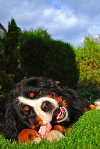 Dog looking away. lunch time 