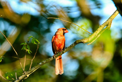 Close-up of bird perching on branch