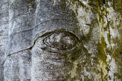 Close-up of tree trunk
