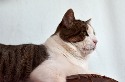 Close-up of a cat looking away