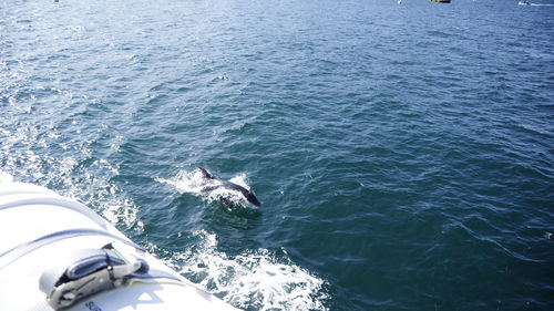 High angle view of horse in sea